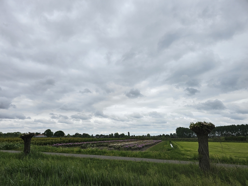 Mooie bloemen en natuur bij het Zandmeer in Wagenberg