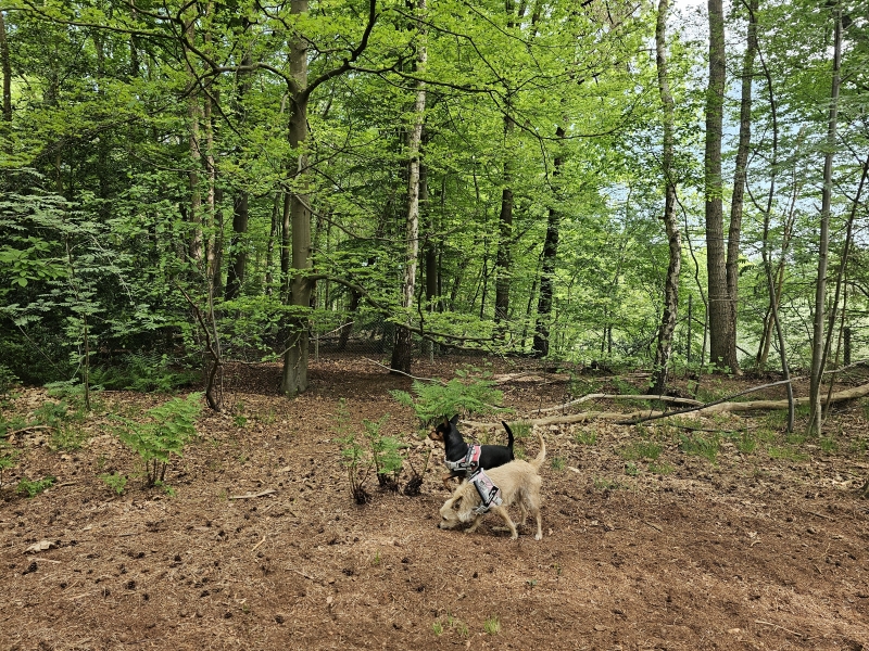 Mooiste wandelingen Noord-Brabant in Nederland met hond