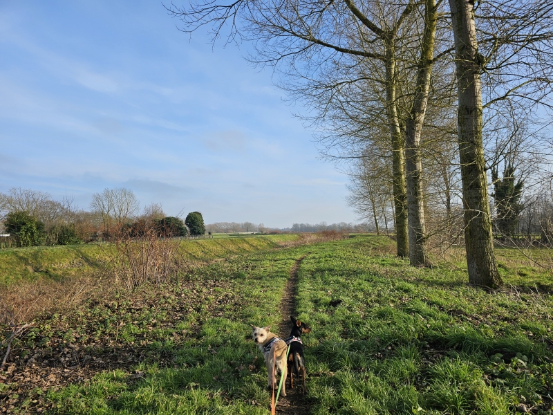 Mooiste wandelroutes in en rond Zemst met hond