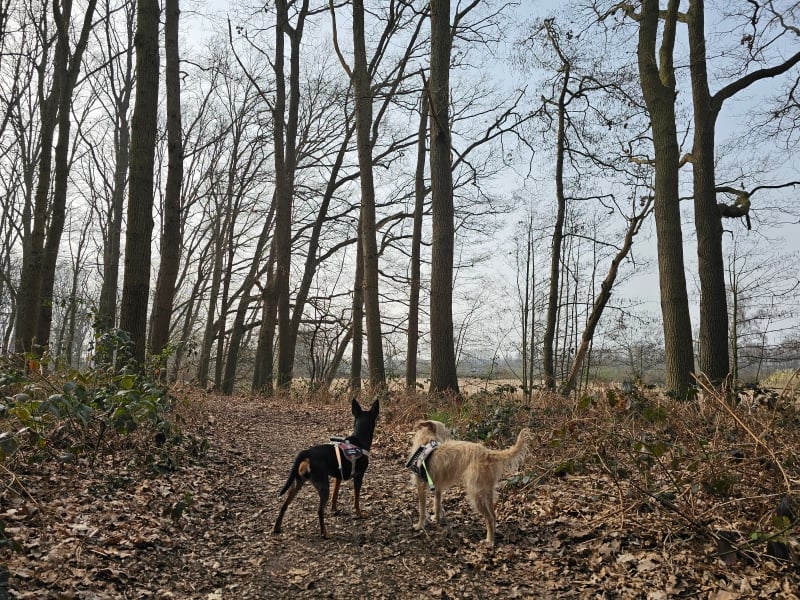 Mosterdpot Goorbosbeekvallei wandeling met hond
