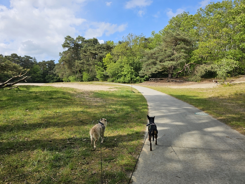 Nationaal Park drents-friese wold: wandelroute in Appelscha Nationaal Park drents-friese wold: wandelroute in Appelscha