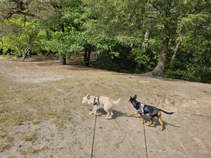Nationaal Park drents-friese wold wandelroute met hond rolstoelvriendelijk Nationaal Park drents-friese wold wandelroute met hond rolstoelvriendelijk
