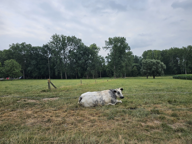 Natuur Nederhasselt Natuur Nederhasselt