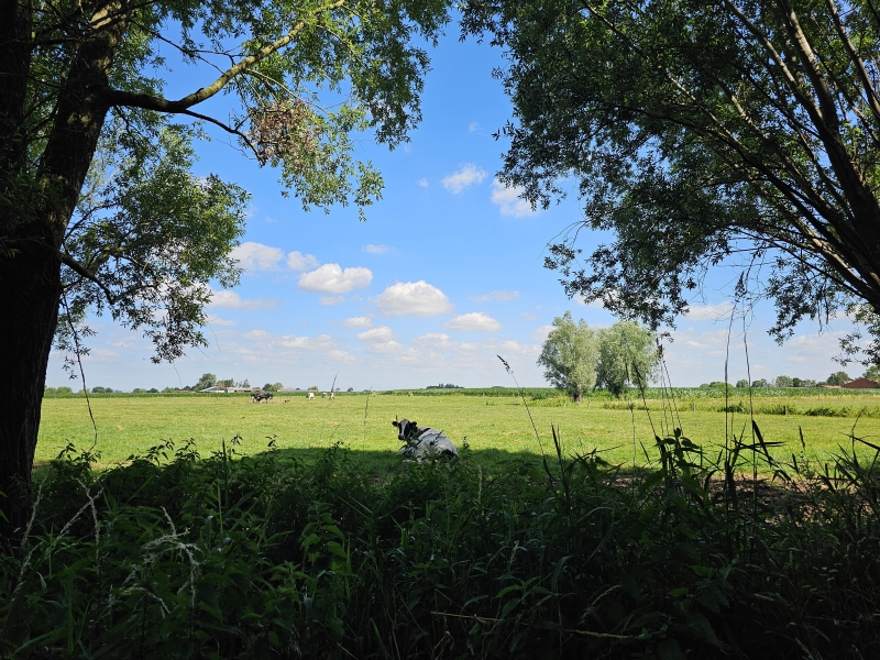 Natuur wandeling in Poeke, Aalter met honden