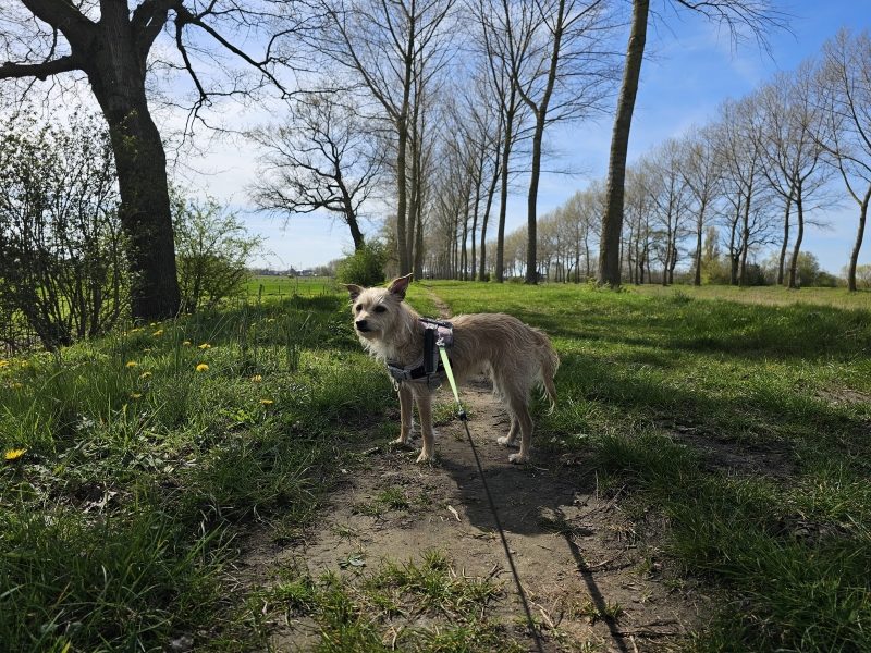 Natuur wandeling in Sint-Laureins, Meetjesland met honden