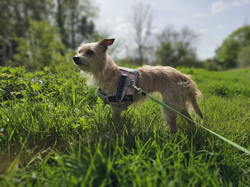 Natuur wandeling met hond in Merelbeke-Melle Natuur wandeling met hond in Merelbeke-Melle