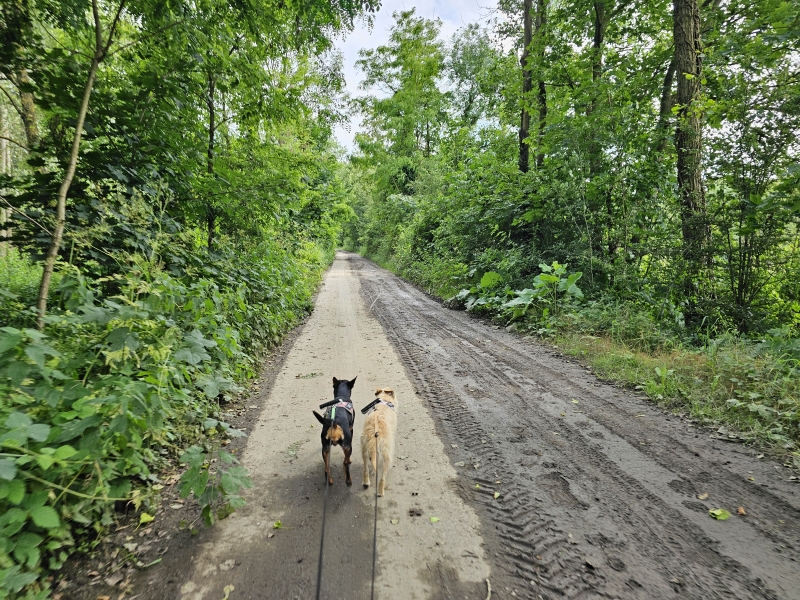 Natuurgebied De Donk