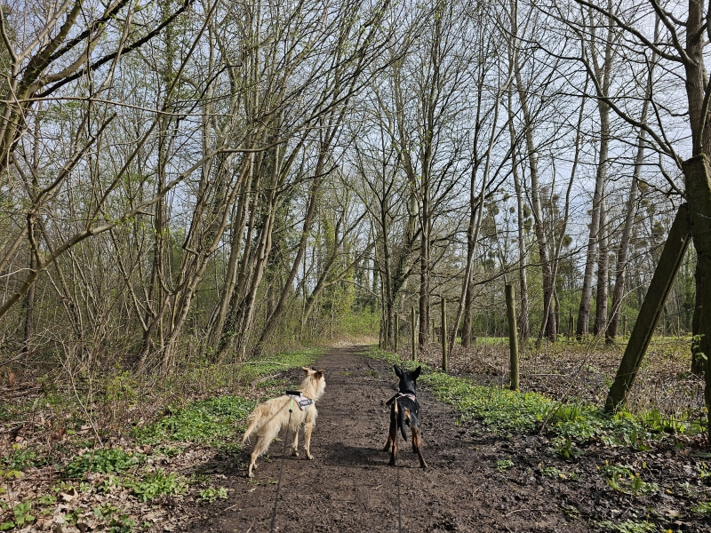 Natuurgebied De Rotte Gaten in Meerbeek, Kortenberg wandelen met hond