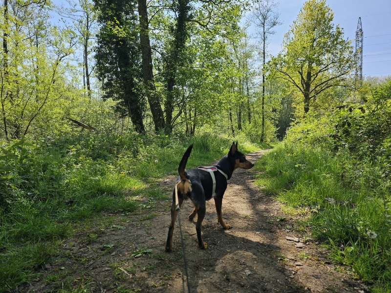 Natuurgebied de Steenbeemden in Kessel wandelen met hond Natuurgebied de Steenbeemden in Kessel wandelen met hond