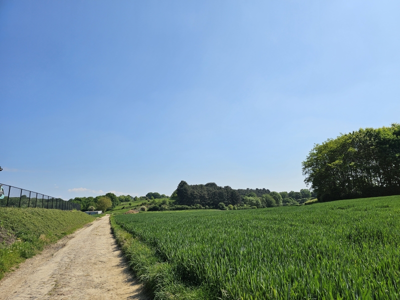 Natuurgebied Koeheide of Heideberg in Bertem