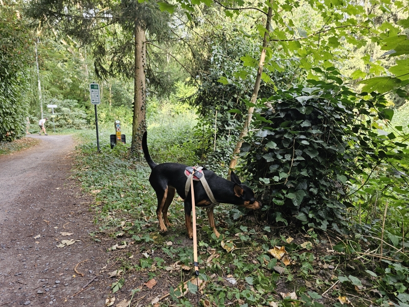 Natuurreservaat De Linie in Eksaarde