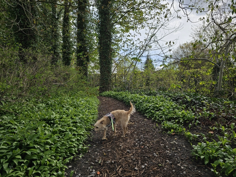 Natuurwandeling in Dilbeek met hond
