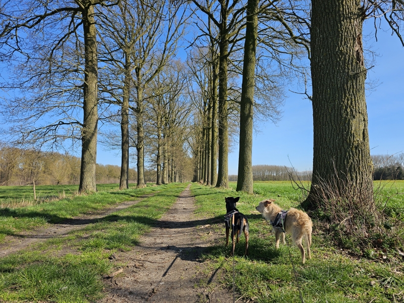 Natuurwandeling met hond in Aalter Natuurwandeling met hond in Aalter