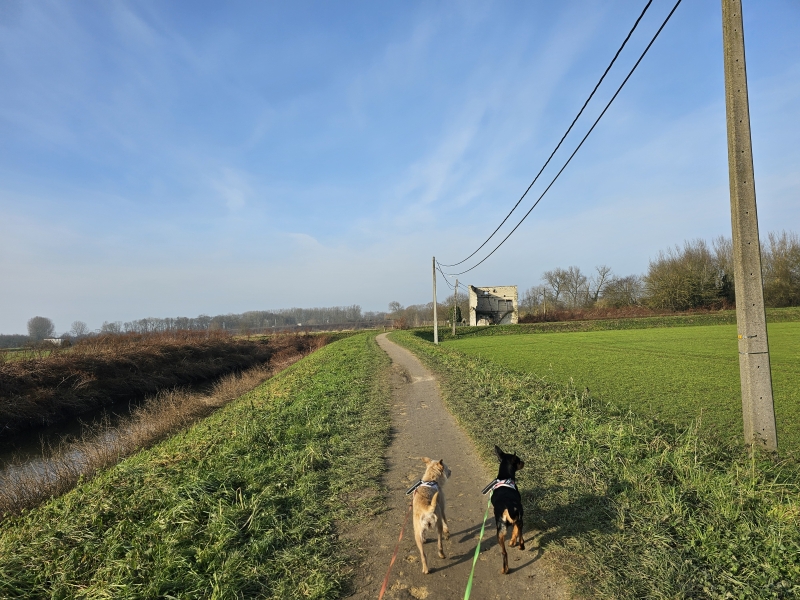 Natuurwandeling met hond in en rond Zemst