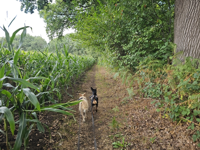 Natuurwandeling Poederlee Den Haert met hond