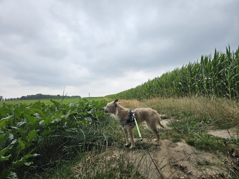 Nederhasselt Ninove wandelroute Nederhasselt Ninove wandelroute