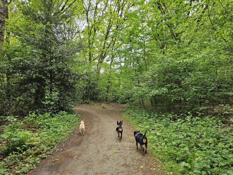 Nederland Friesland met rolstoel en hond wandelingen door de natuur