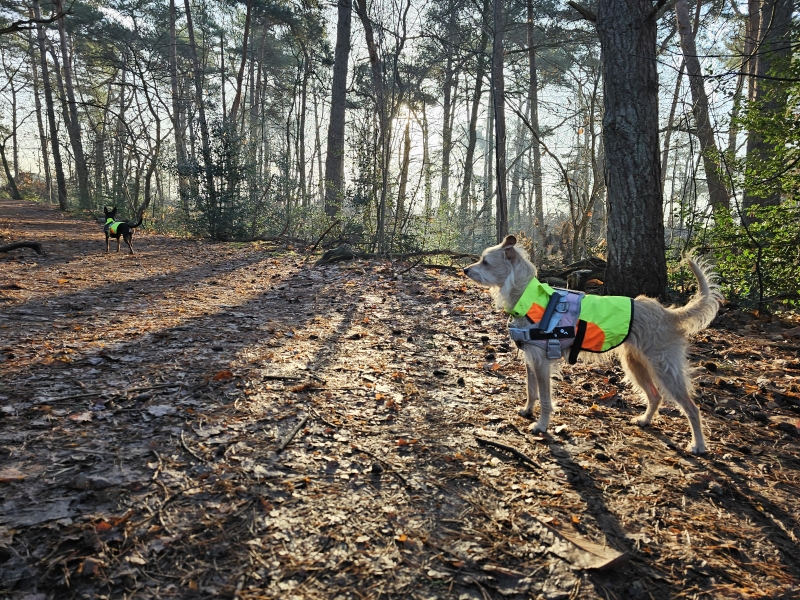 Nederland, Noord-Brabant, Brabantse Sahara, Loonse en Drunense Duinen: wandelen met hond los of aangelijnd