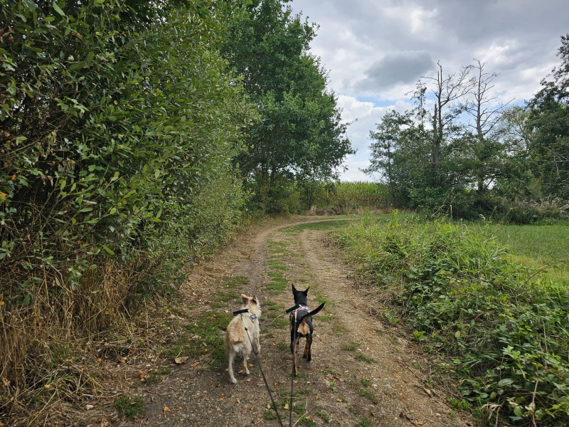 Neerhelst - De Botten wandelroute Geel met hond Neerhelst - De Botten wandelroute Geel met hond
