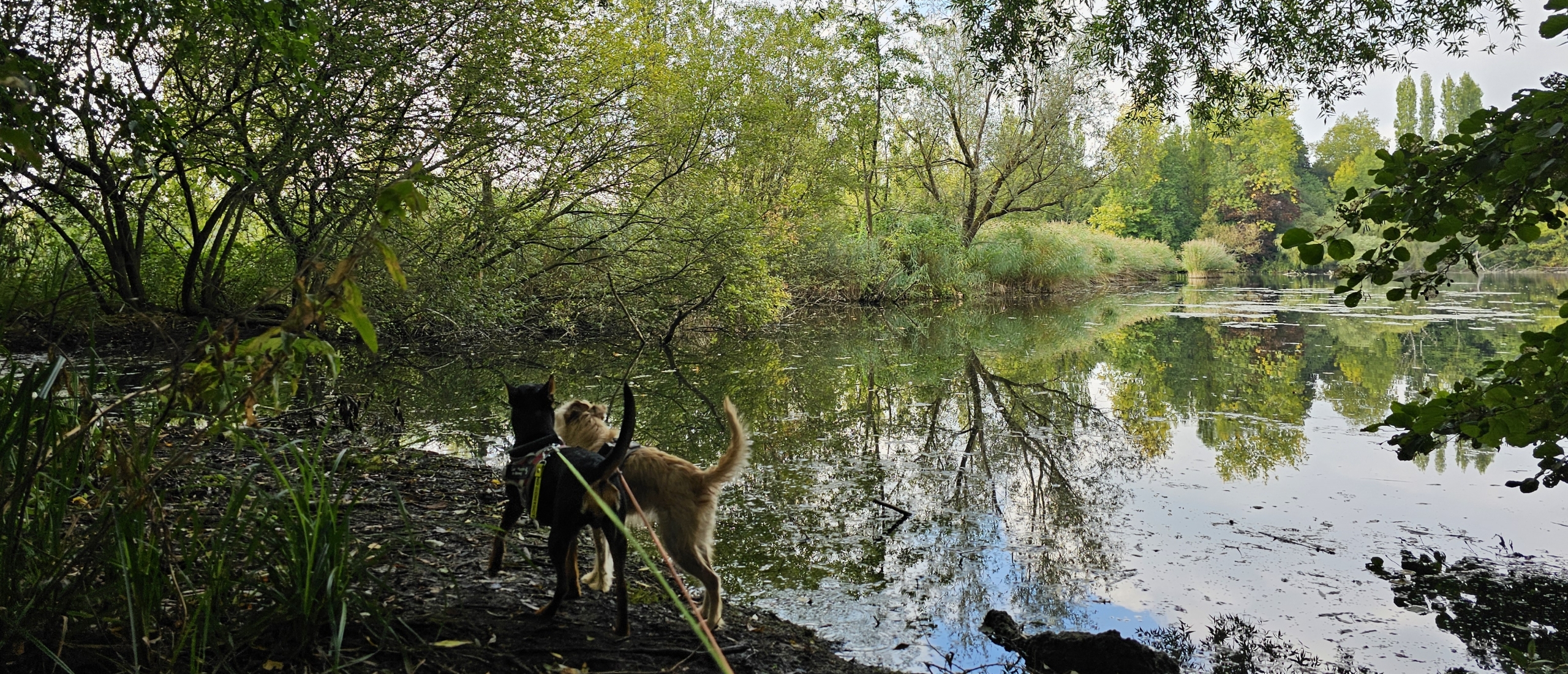 Nen Nielse oemweg wandelroute in Niel met hond langs de natuurgebieden Niels Broek en Walenhoek