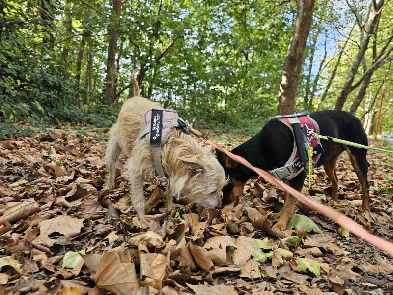 Niel wandelen met honden in de natuur