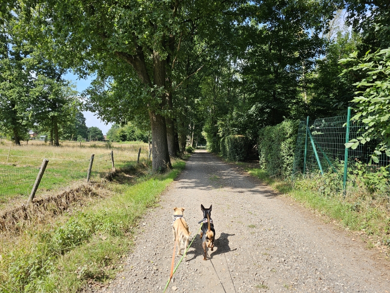 Niemandsland wandelroute met hond