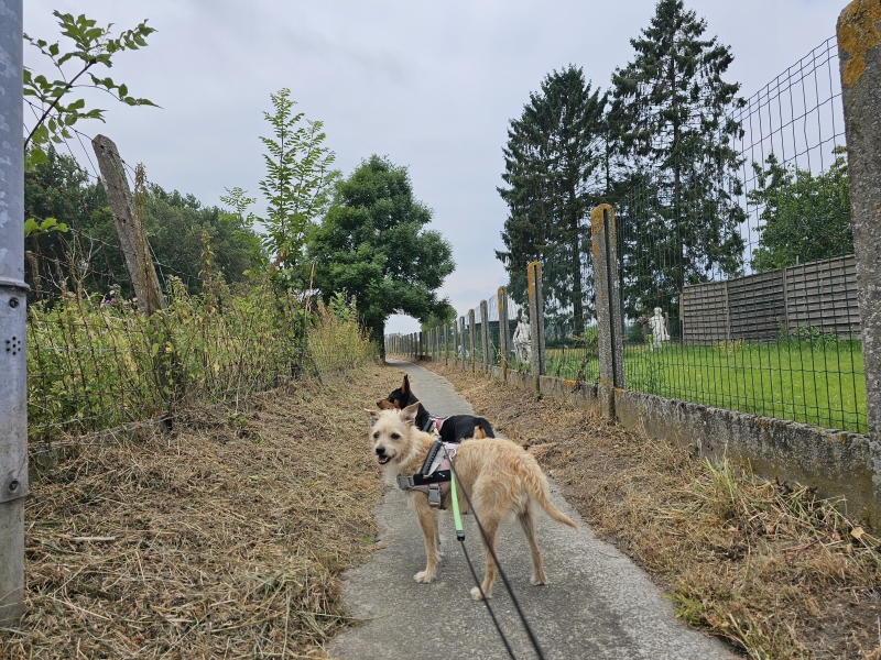 Ninove Nederhasselt wandelen met hond in de natuur Ninove Nederhasselt wandelen met hond in de natuur