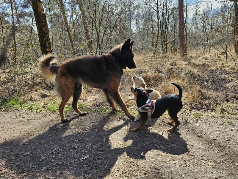Noord-Brabant Nederland mooiste wandelroutes met hond