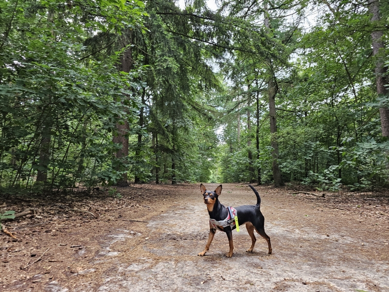 Noordbargerbos met hond wandelroutes