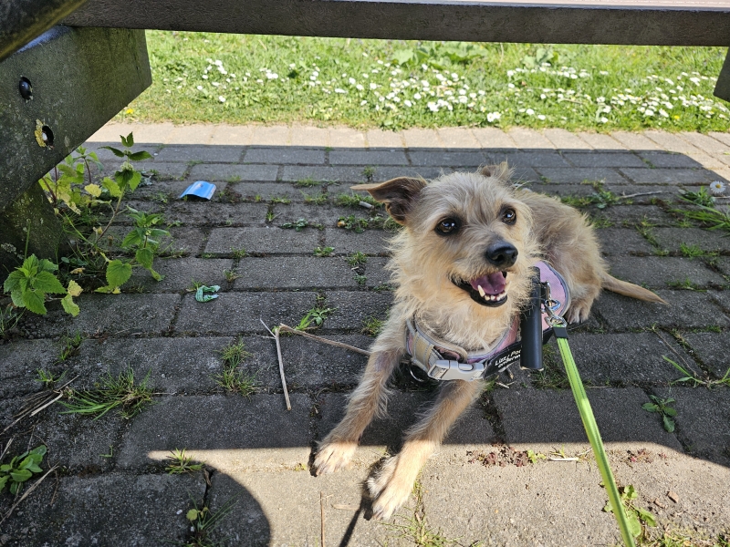 Hond onder een tafel langs de dijk langs de Schelde in Moerzeke