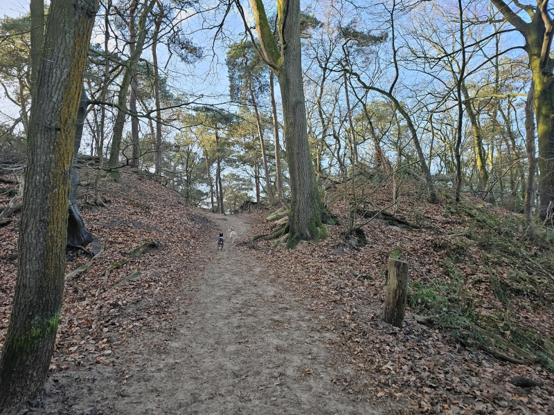 Oosterhout Seterse Bergen Boswachterij Dorst honden los