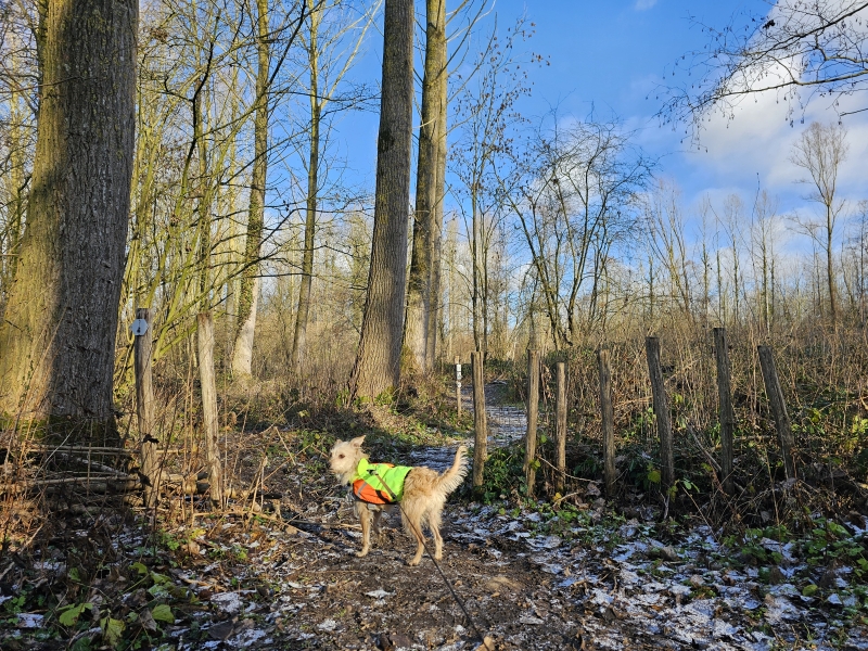Oosterzele boswandeling met hond wandelroute