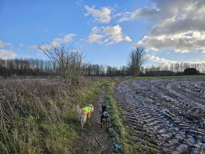 Oosterzele wandelen met hond Ettingebos en heks van Balegem
