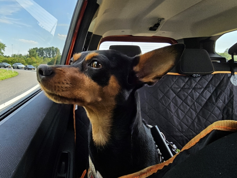 Op autovakantie met de hond naar Drenthe in Nederland