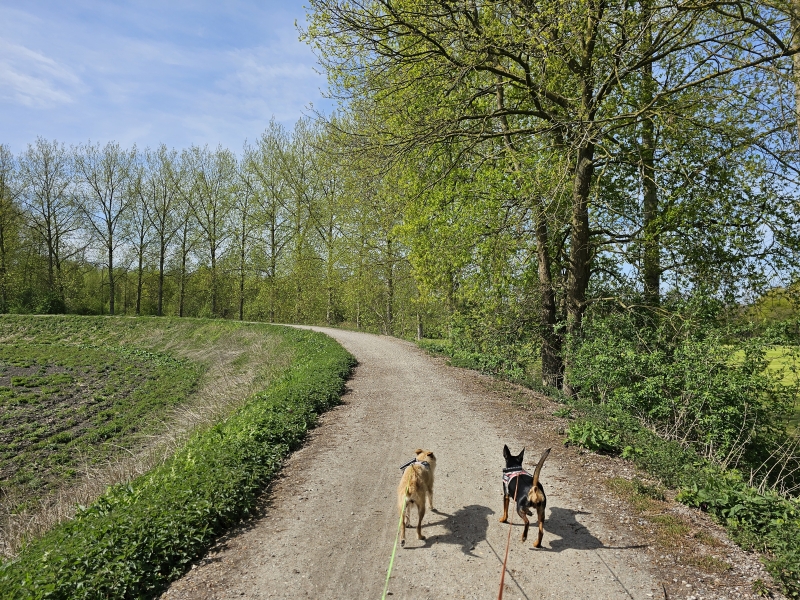 Honden op de gele en rode wandelroute door de Scheldevallei Moerzeke-Kastel