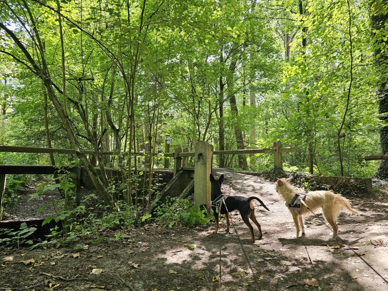 Op stap met de hond in Aalter wandelroutes Op stap met de hond in Aalter wandelroutes