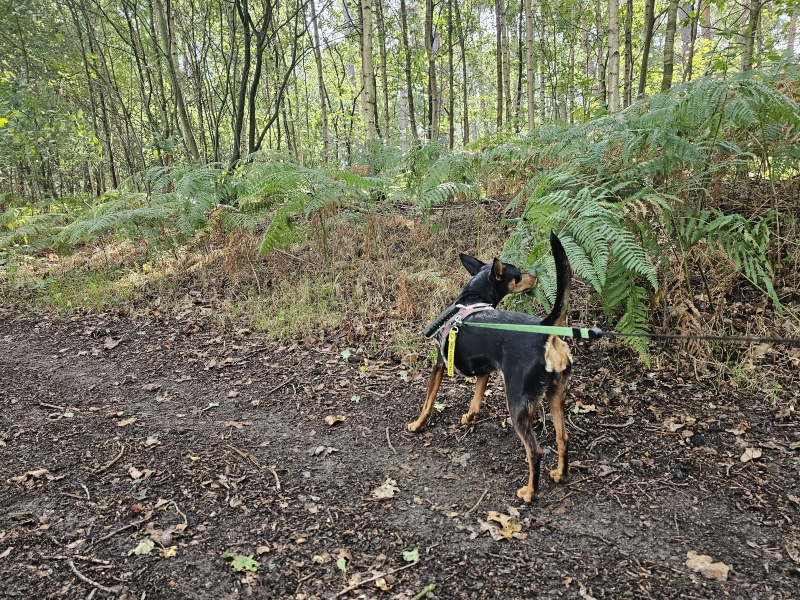 Op stap met de hond in Stekene, Waasland in Oost-Vlaanderen Op stap met de hond in Stekene, Waasland in Oost-Vlaanderen