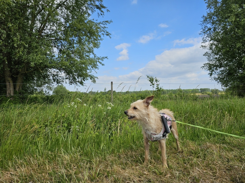 Op stap met de hond in Wintam, Bornem