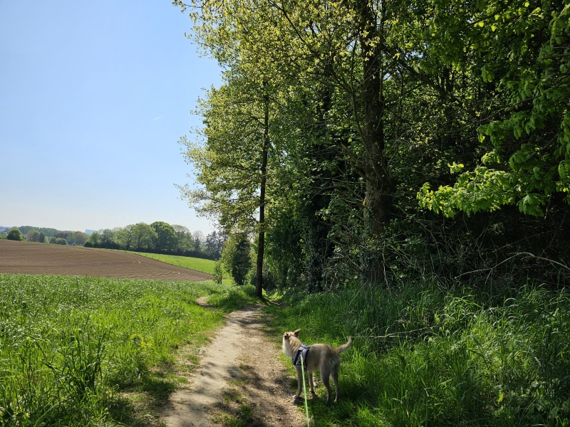 Oppem wandeling met hond