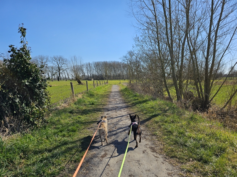 Oude Kalevallei wandelroute in Merendree met honden