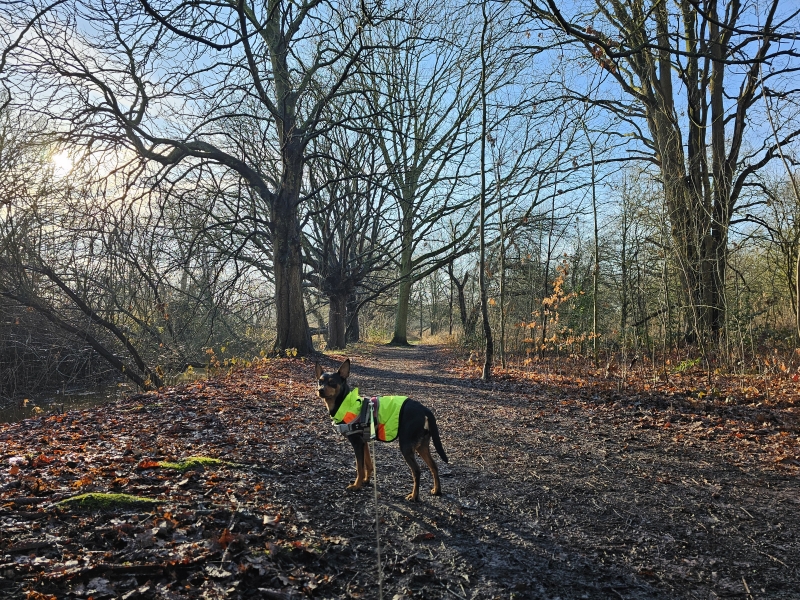 Oude Landen in Ekeren rode wandelroute met hond