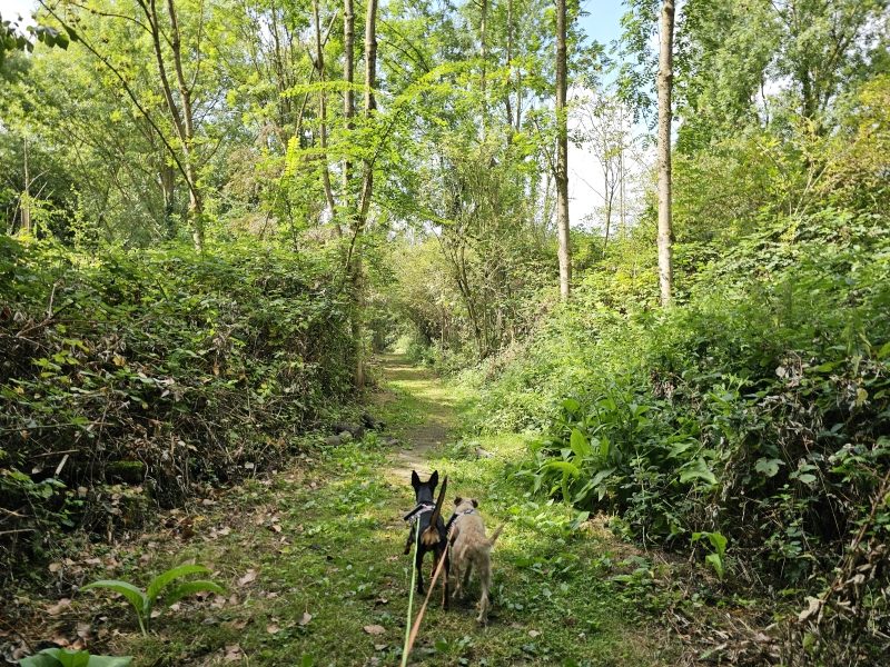 Oude Schelde wandelroute Appels