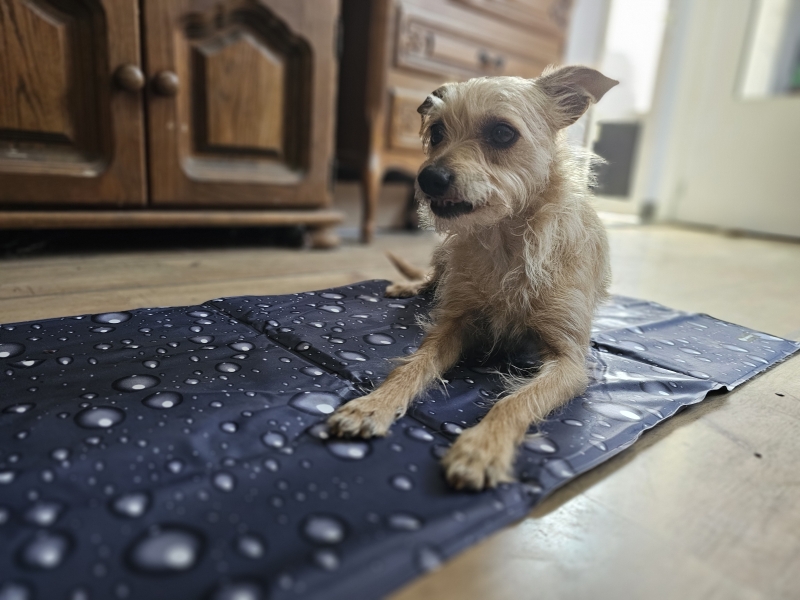 Oververhitting vermijden door een frisse koelmat voor honden