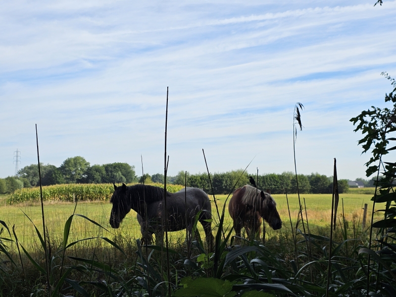 Paarden in de Vinderhoutse bossen