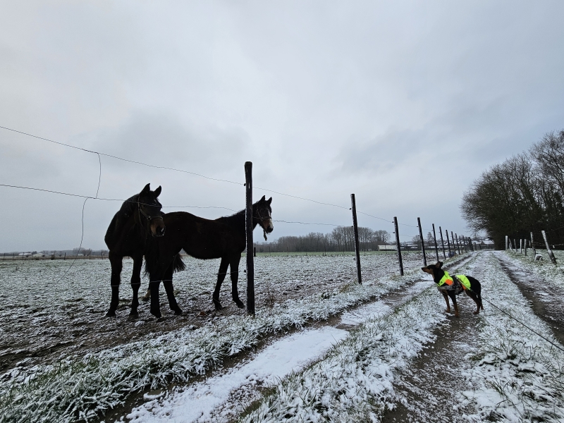 Paarden langs de wandelroute door het Kluizenbos in Affligem en Aalst