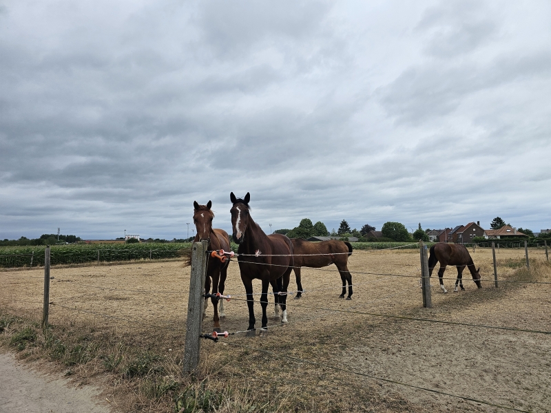 Paardenweide in Lebbeke wandeling