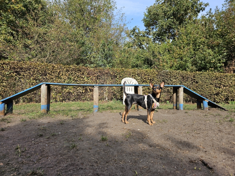 Park Callebeek losloopweide hond Park Callebeek losloopweide hond