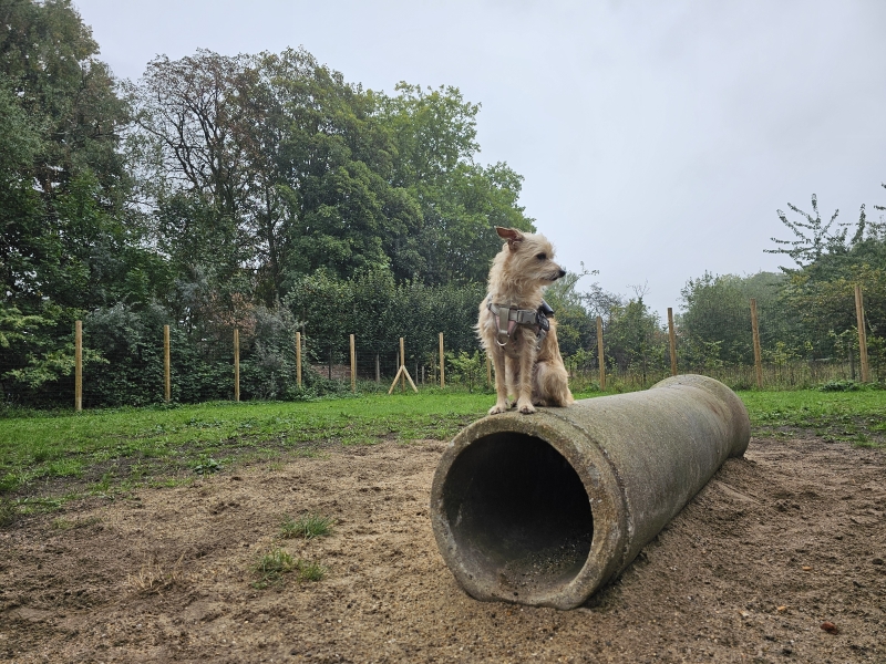 Park Kerckwijk in Hamme losloopweide voor honden