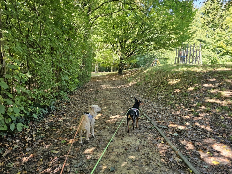 Park Savelkoul wandelen met hond Boechout
