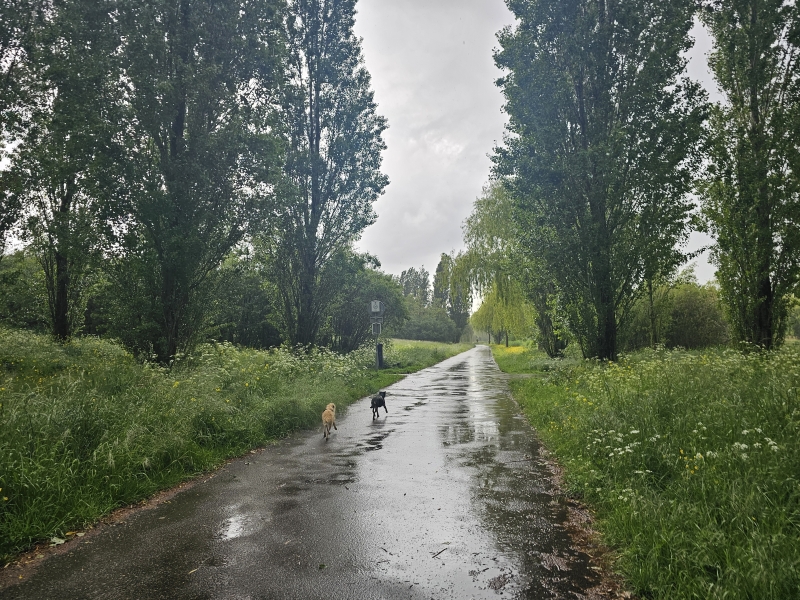 Park Utrecht loslopen hond Veldhuizerpark Park Utrecht loslopen hond Veldhuizerpark